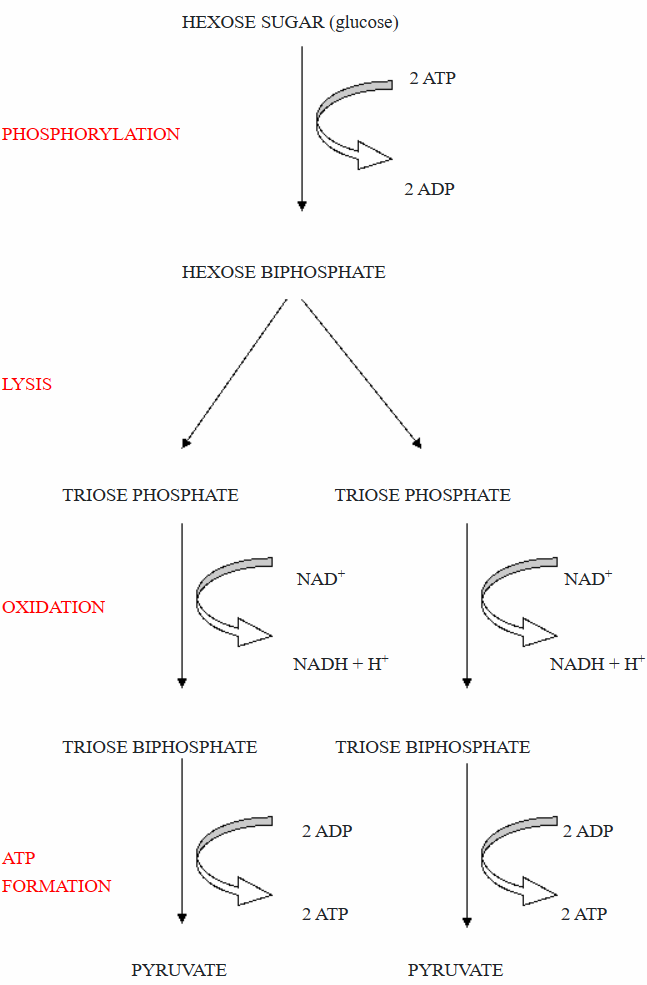 Glycolysis Diagram.png